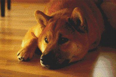 (image for) Shiba Inu - Peaceful